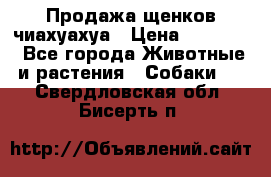 Продажа щенков чиахуахуа › Цена ­ 12 000 - Все города Животные и растения » Собаки   . Свердловская обл.,Бисерть п.